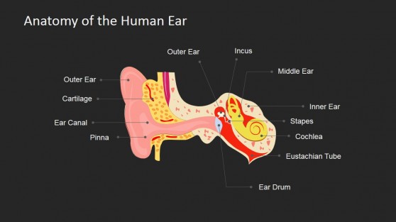 Human Anatomy Ear PowerPoint Shapes - SlideModel