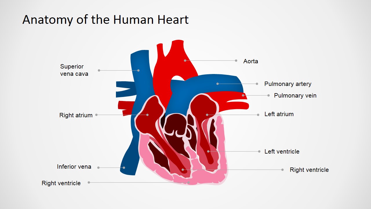 Anatomy of the Human Heart PowerPoint Shapes - SlideModel