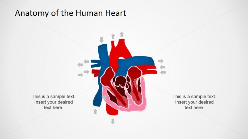 surface anatomy of heart ppt