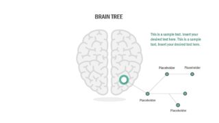 4 Steps Brain Shape Process Design