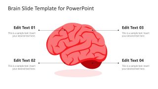 Labeled PPT Diagram of Brain