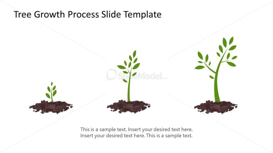 Tree Growth Process Slide PPT Template