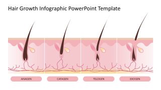 Editable Hair Growth Infographic PPT Template