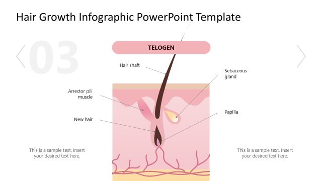 Telogen PPT Diagram Slide with Labels – Hair Growth Infographic Template