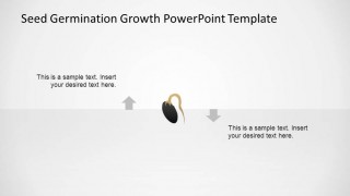 Black Seed Initial Roots Germination Process Timeline