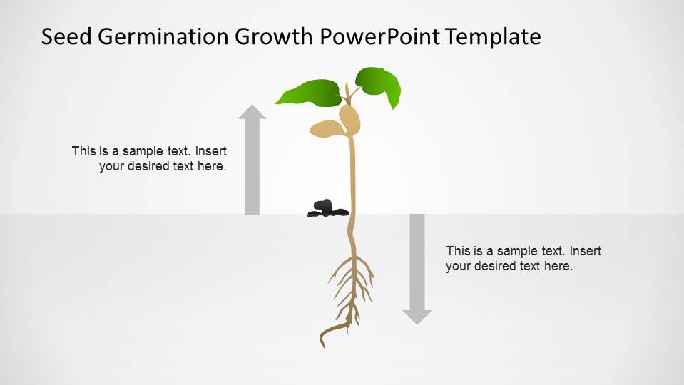 Germination Process Seed To Plant Timeline Slidemodel