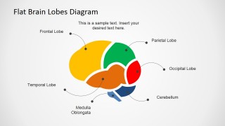 Color coded cross sectional brain lobe map