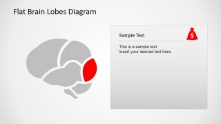 Occipital Lobe Highlight Diagram for PowerPoint