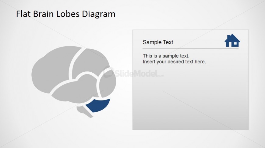 Flat Cerebellum Brain Lobe Cross Sectional Diagram with Icons