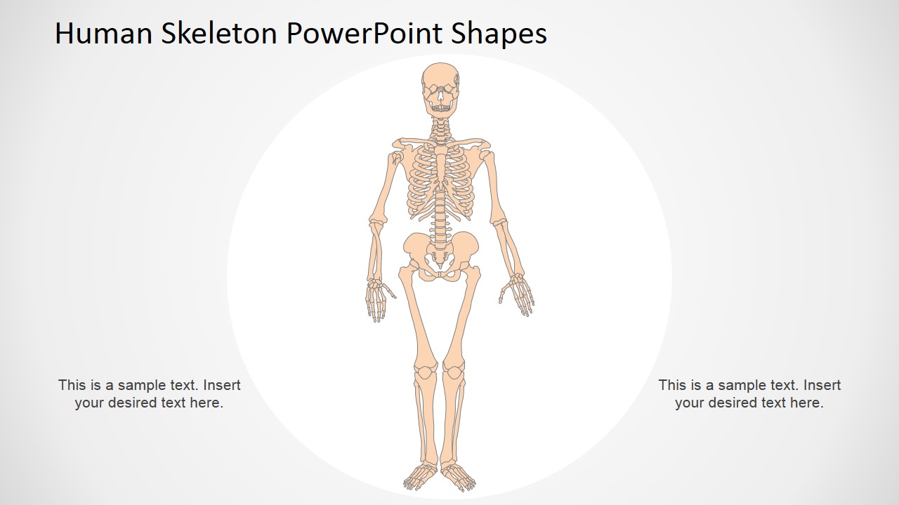 Human Anatomy Presentation Template