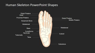 Human Body Skeleton Template