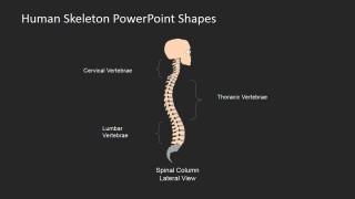 Online PowerPoint Templates for Medical Presentations