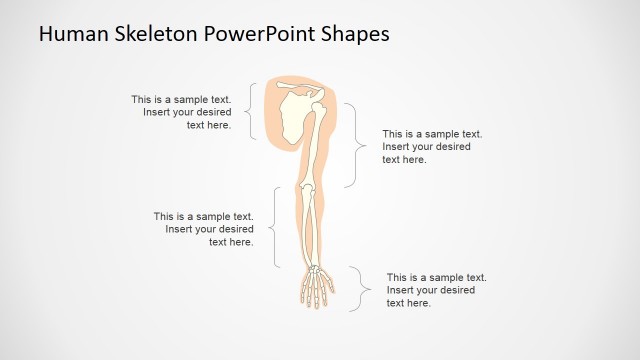The Human Skeleton Presentation Template (Upper Extremity)