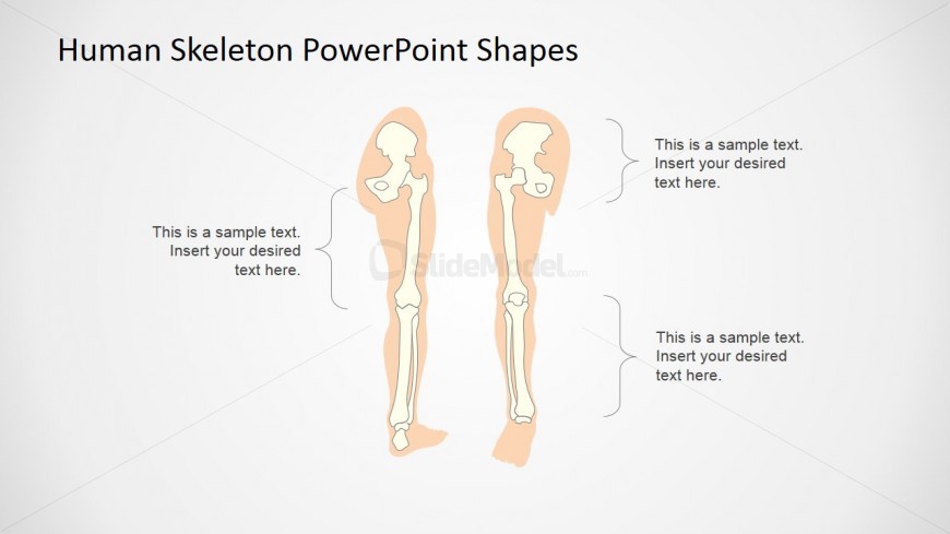 Templates for Presenting the Human Bones