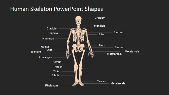 PowerPoint Slide for the Human Skeleton