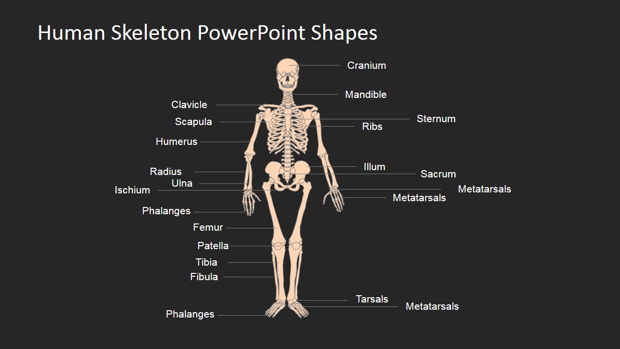 Human Skeleton PowerPoint Shapes SlideModel Human Skeleton PowerPoint Shapes SlideModel