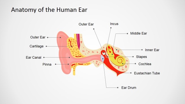Human Anatomy Ear PowerPoint Shapes