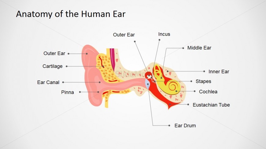 Template Design for Human Ear