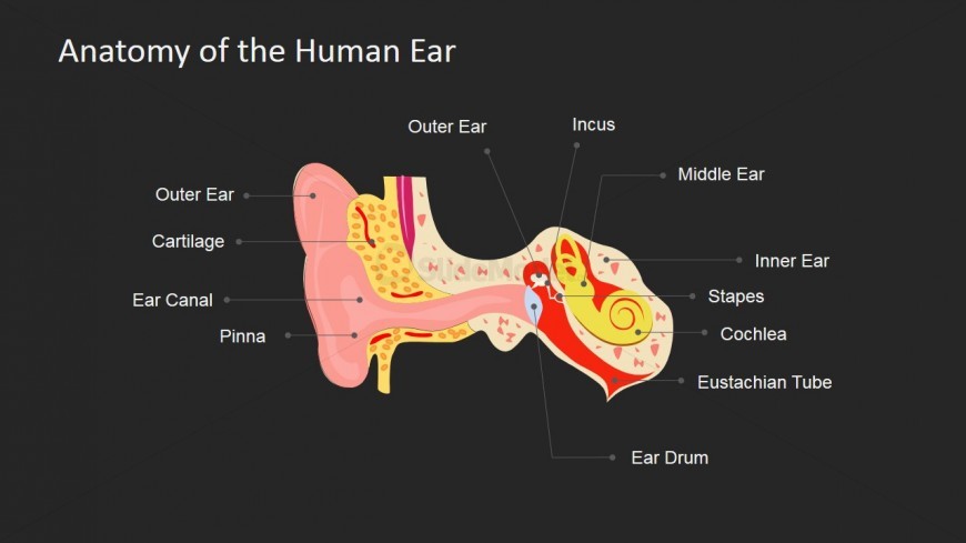 Presentations for Reasons Why Feel Dizzy
