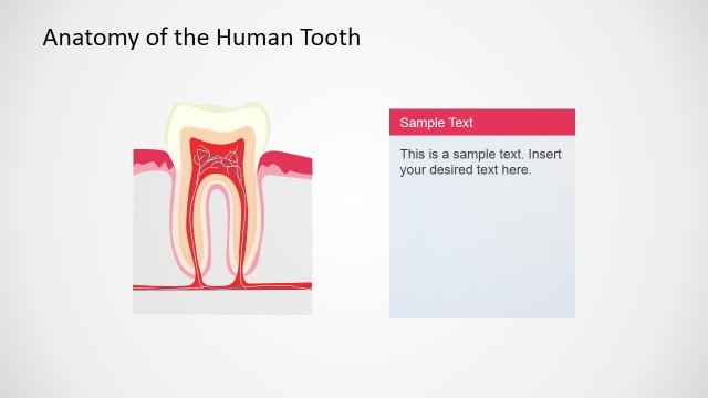 Description of Human Tooth Anatomy Slide Design