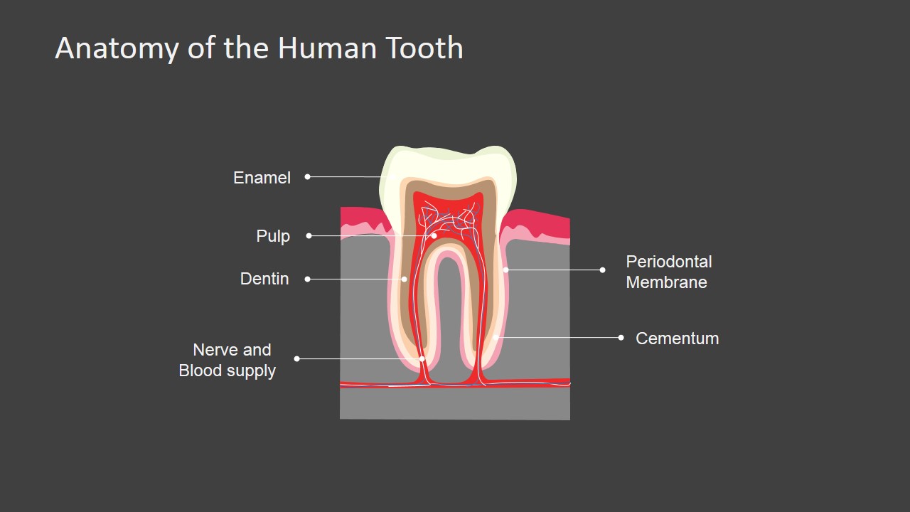 Anatomy of the Human Tooth PowerPoint Shapes - SlideModel