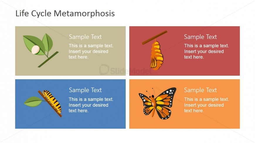 Butterfly Metaphor Business Lifecycle PowerPoint - SlideModel