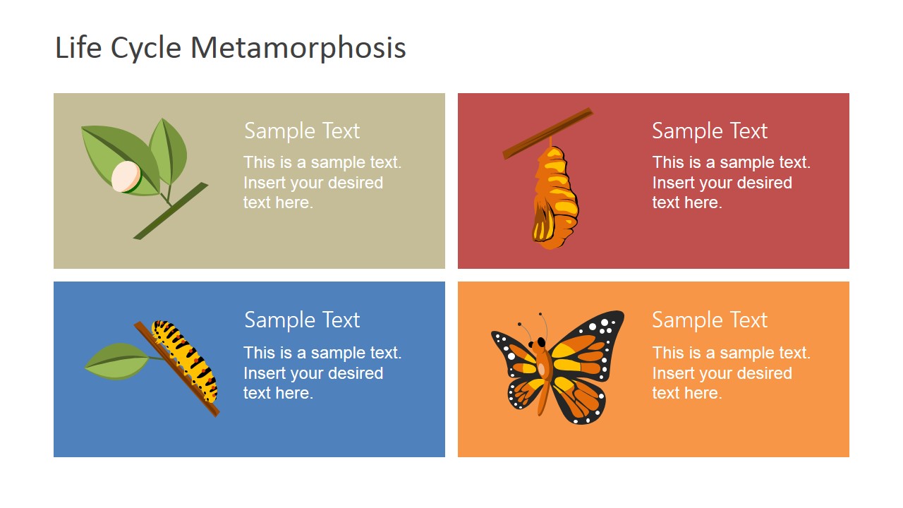 Monarch Butterfly Life Cycle Chart