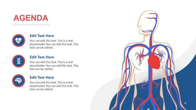 Circulatory System Agenda Presentation