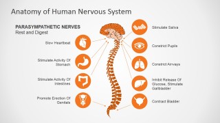 Parasympathetic Nerves System for PowerPoint