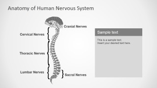 Nervous System Clipart and PowerPoint Icons