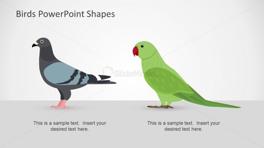 pigeon and green parrot slidemodel inr