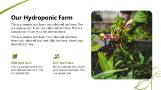 Hydroponic Business Template for Presentation 