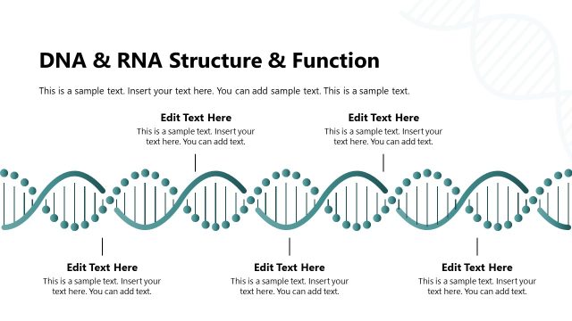 RNA & RNA Structure Slide Template