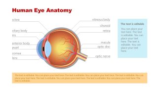 Label Diagram for Eye Anatomy PPT