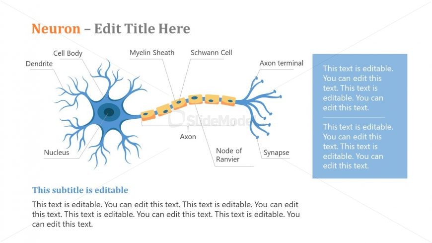 Presentation of Neuron Structure and Work 