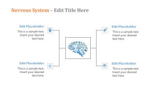 Brain Diagram Concept Nervous System Template 