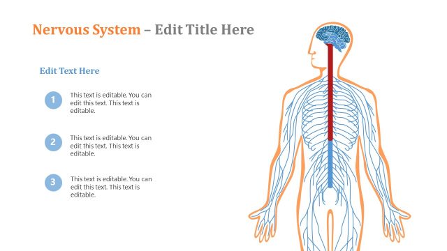 Human Nervous System PowerPoint Diagram