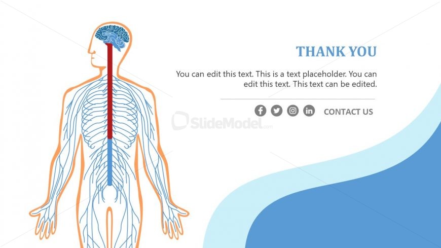 PPT Human Nervous System Template Design