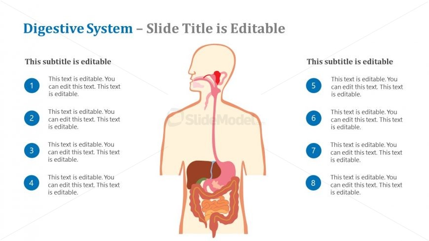 Presentation for Digestive System Healthcare Template