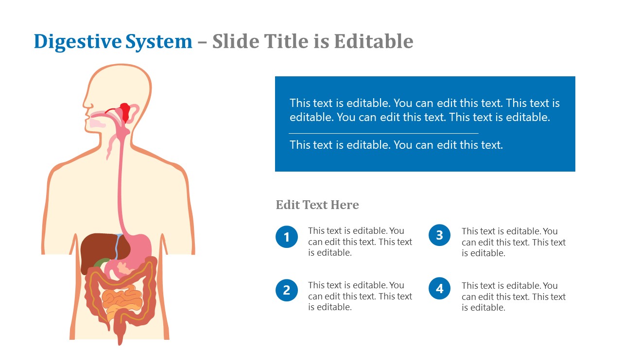 Digestive System PowerPoint Template