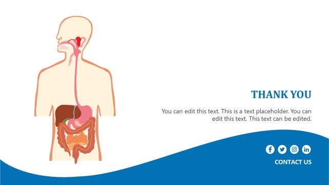 Digestive System Labels for Medical Training