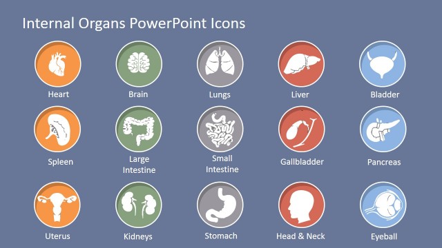 Human Body Internal Organs Icons for PowerPoint