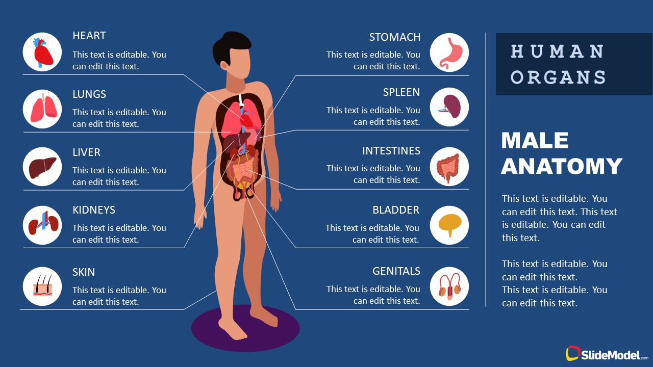 Human Anatomy PowerPoint Male Body Parts Template 