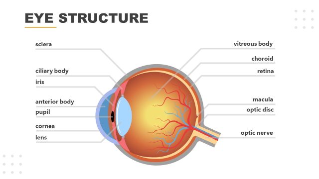 Eye Structure PPT Presentation Template – Eye Anatomy Slide